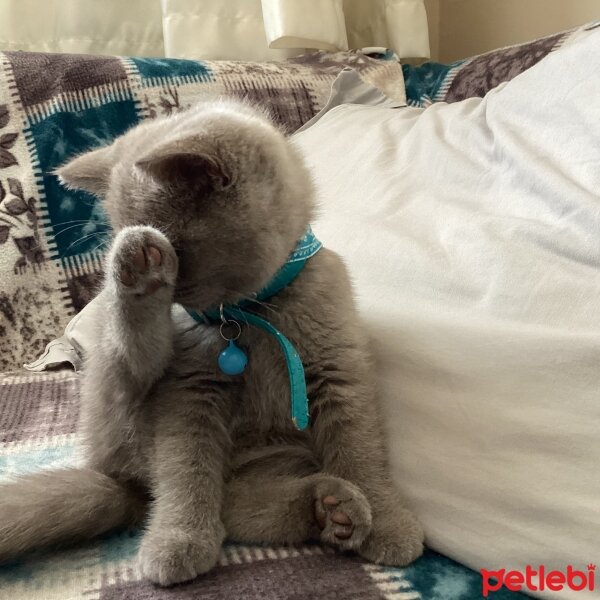 British Shorthair, Kedi  Felden fotoğrafı