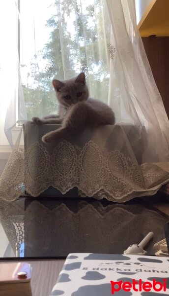 British Shorthair, Kedi  Felden fotoğrafı