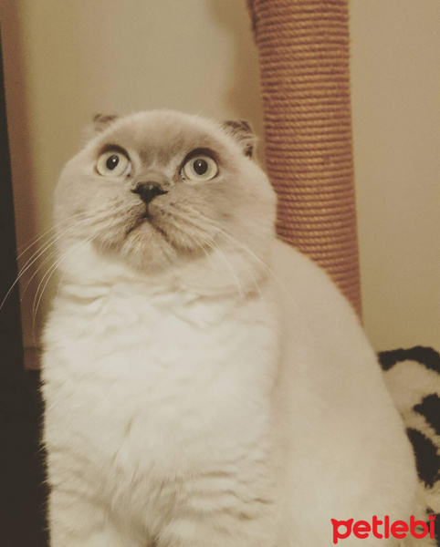 Scottish Fold, Kedi  Maviş fotoğrafı