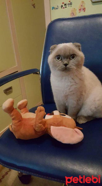 Scottish Fold, Kedi  Maviş fotoğrafı