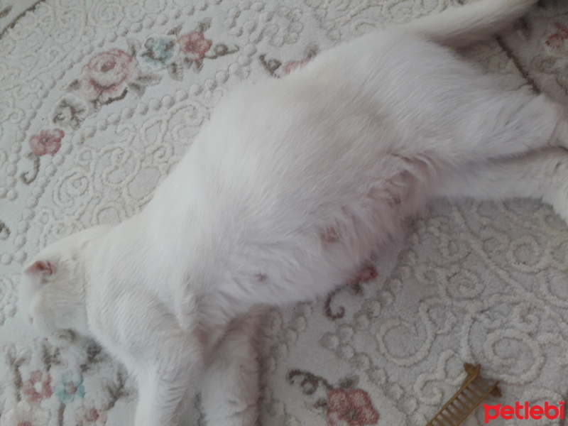 Scottish Fold, Kedi  Betty fotoğrafı