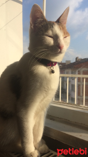 Tekir Kedi, Kedi  Mia fotoğrafı