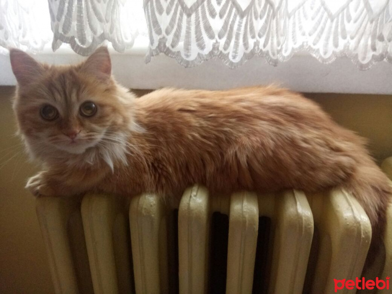 Tekir Kedi, Kedi  Prenses fotoğrafı