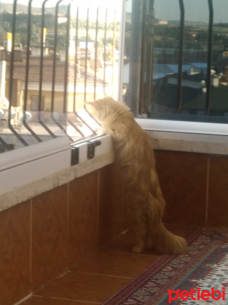 Tekir Kedi, Kedi  Prenses fotoğrafı