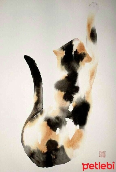 Sibirya Kedisi, Kedi  Nyx fotoğrafı