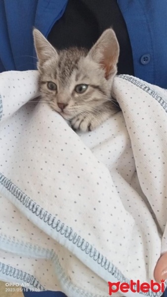 Tekir Kedi, Kedi  Bihter fotoğrafı