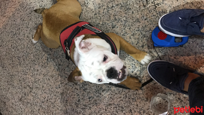 İngiliz Bulldog, Köpek  Quen fotoğrafı