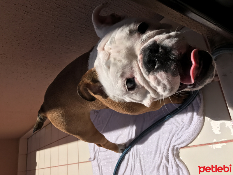 İngiliz Bulldog, Köpek  Quen fotoğrafı