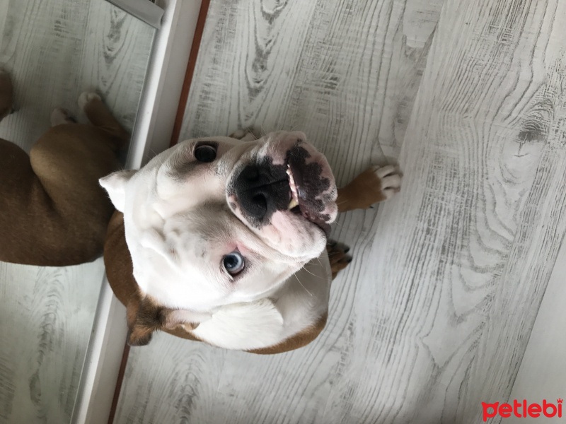 İngiliz Bulldog, Köpek  Quen fotoğrafı
