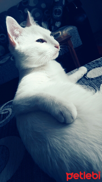 Ankara Kedisi, Kedi  Sara fotoğrafı