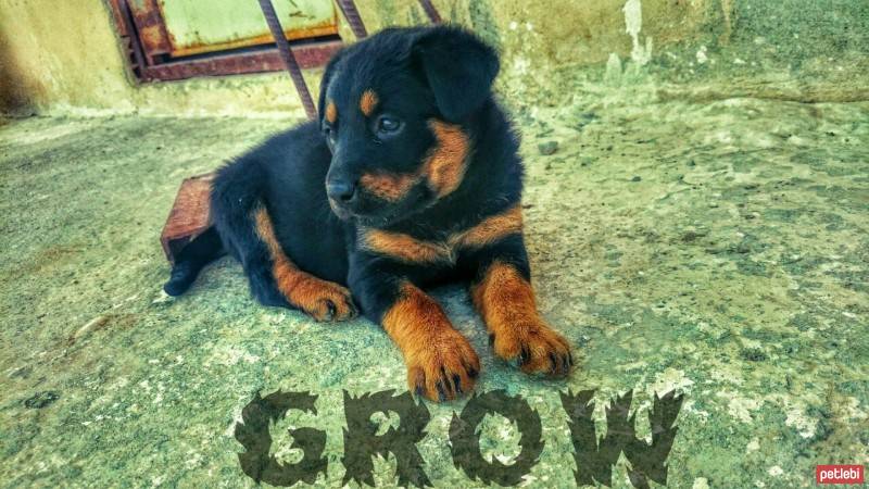 Rottweiler, Köpek  Grow fotoğrafı