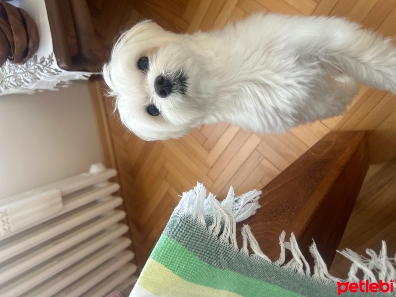 Maltese, Köpek  bulut fotoğrafı