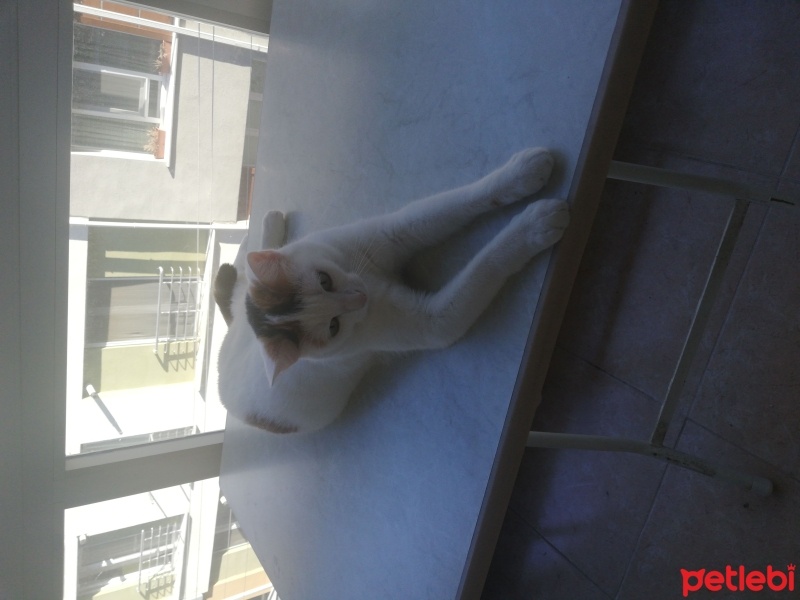 Tekir Kedi, Kedi  Balım fotoğrafı