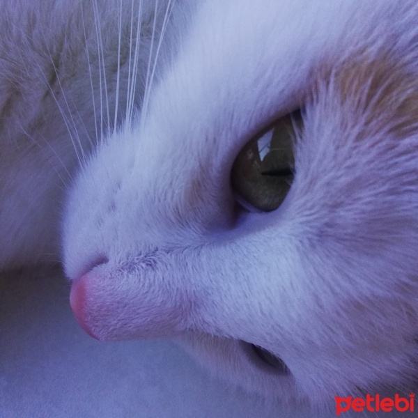 Tekir Kedi, Kedi  Balım fotoğrafı