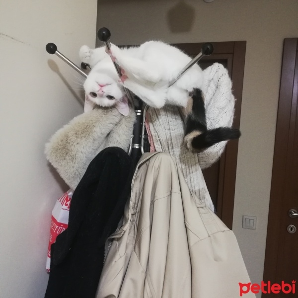 Tekir Kedi, Kedi  Balım fotoğrafı