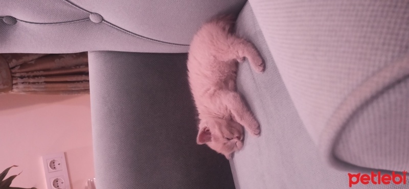 British Shorthair, Kedi  Boncuk fotoğrafı