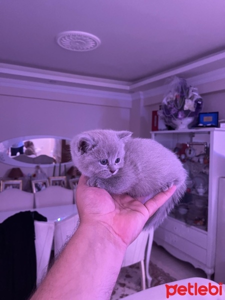 British Shorthair, Kedi  Boncuk fotoğrafı