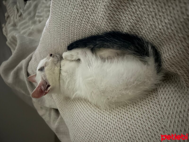 Ankara Kedisi, Kedi  Masum fotoğrafı