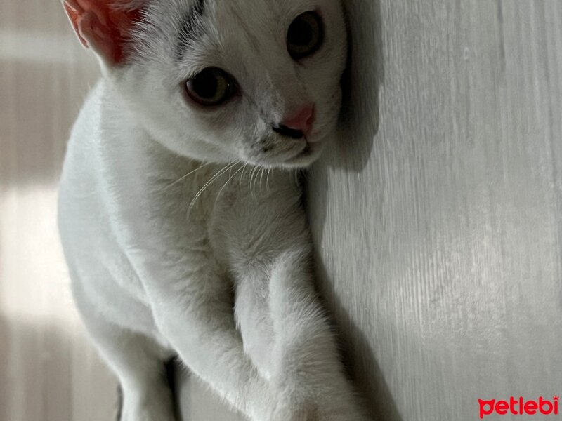 Ankara Kedisi, Kedi  Masum fotoğrafı