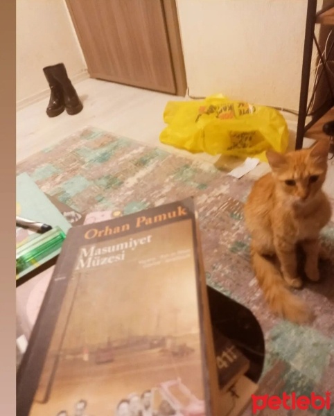 Sarman, Kedi  Mırmır fotoğrafı