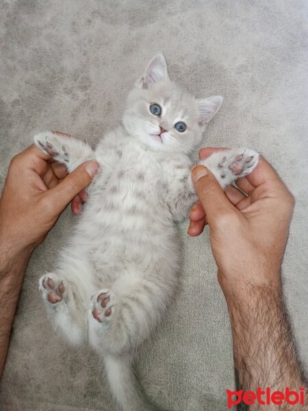 Scottish Fold, Kedi  Aref fotoğrafı