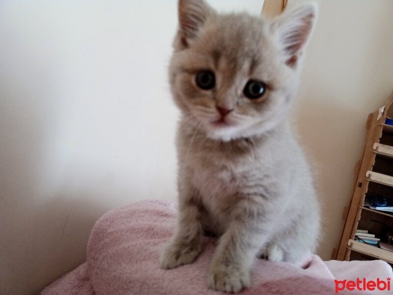 Scottish Fold, Kedi  Aref fotoğrafı