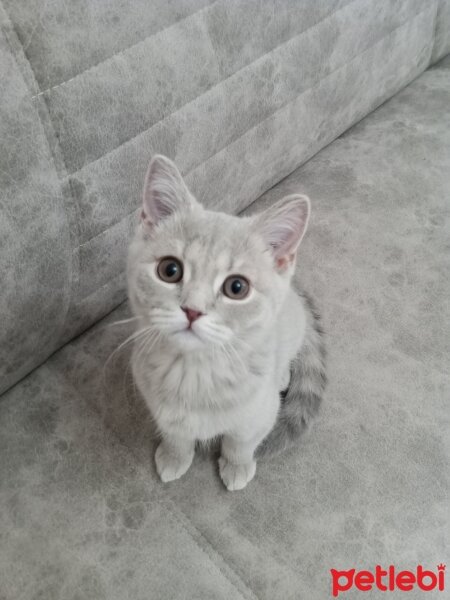 Scottish Fold, Kedi  Aref fotoğrafı