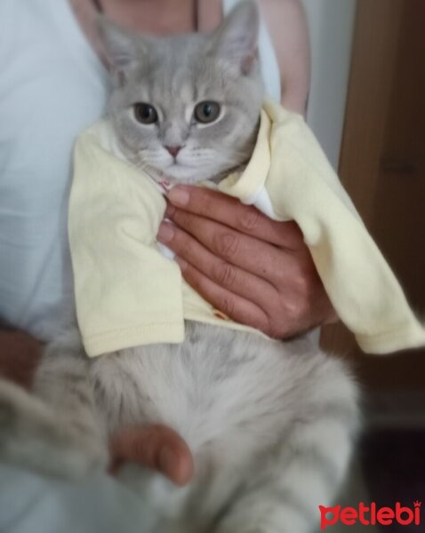 Scottish Fold, Kedi  Aref fotoğrafı