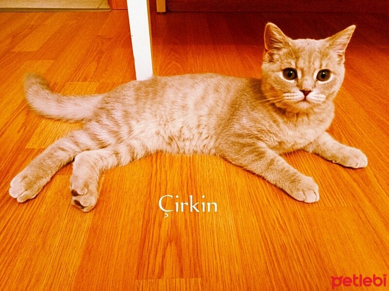 Scottish Fold, Kedi  Aref fotoğrafı