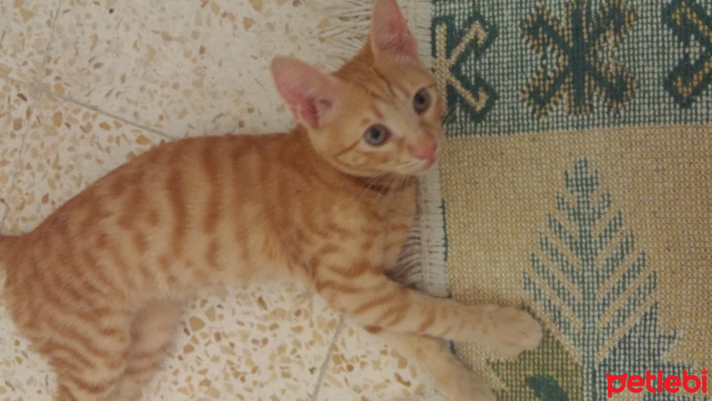 Tekir Kedi, Kedi  Tarçın fotoğrafı