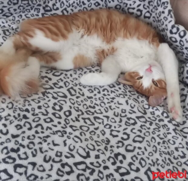 Sarman, Kedi  Simba fotoğrafı