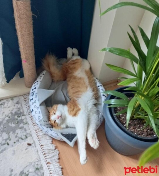 Sarman, Kedi  Simba fotoğrafı