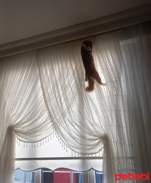 Sarman, Kedi  Simba fotoğrafı