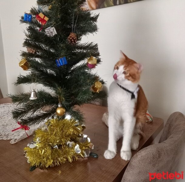 Sarman, Kedi  Simba fotoğrafı