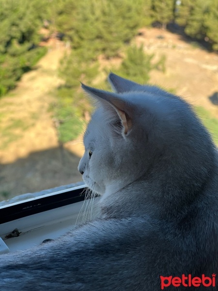 British Shorthair, Kedi  Venüs fotoğrafı