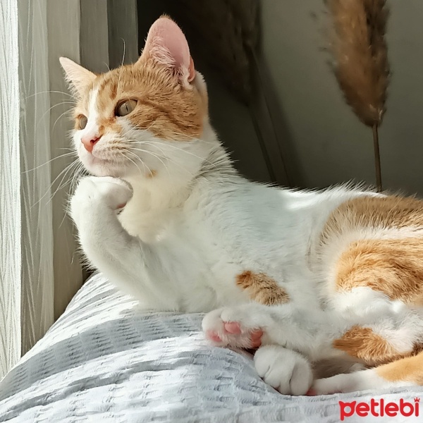Sarman, Kedi  Pamuk fotoğrafı