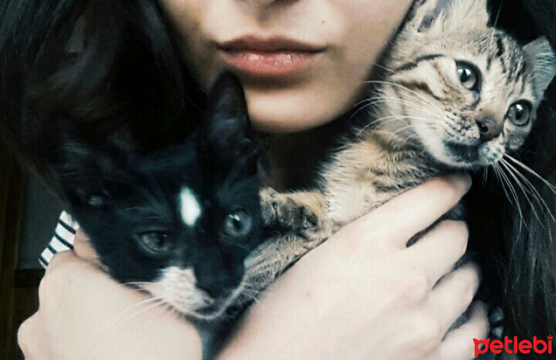 Tuxedo (Smokin) Kedi, Kedi  Batman  fotoğrafı