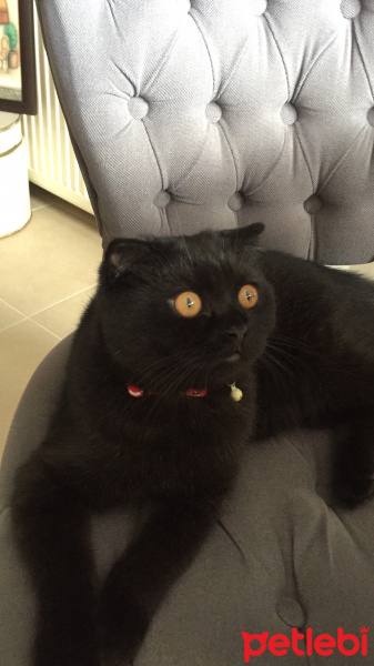 Scottish Fold, Kedi  Yoda fotoğrafı