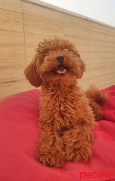 Poodle (Minyatür Kaniş), Köpek  Freyja fotoğrafı