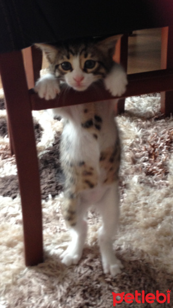 Tekir Kedi, Kedi  Patinaz fotoğrafı