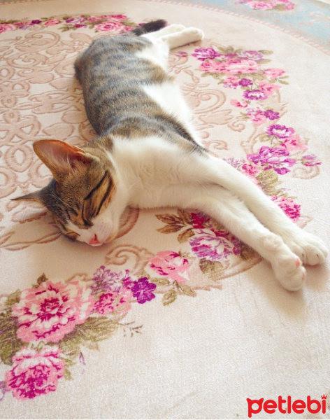 Tekir Kedi, Kedi  Patinaz fotoğrafı