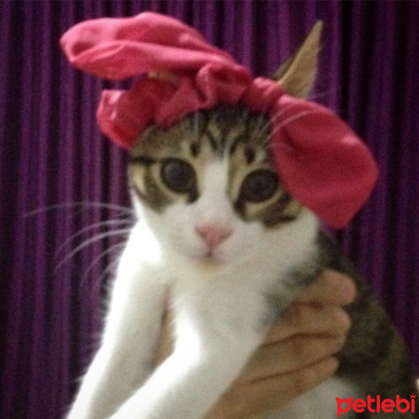 Tekir Kedi, Kedi  Patinaz fotoğrafı
