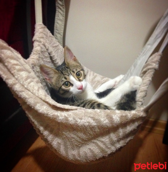 Tekir Kedi, Kedi  Patinaz fotoğrafı