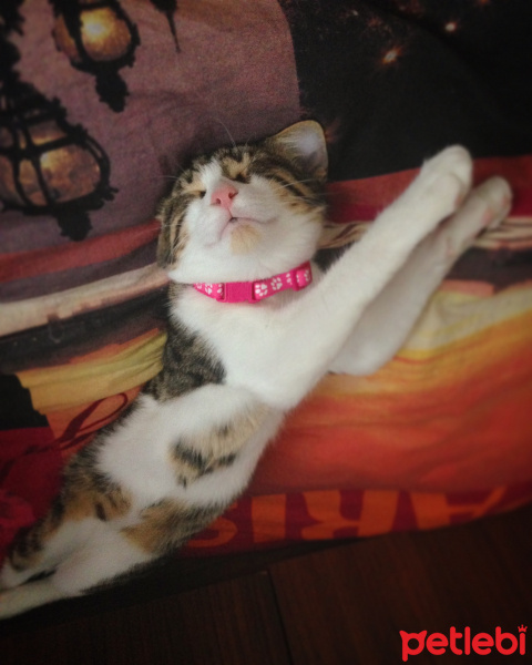 Tekir Kedi, Kedi  Patinaz fotoğrafı