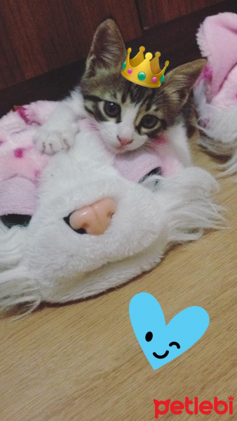 Tekir Kedi, Kedi  Patinaz fotoğrafı