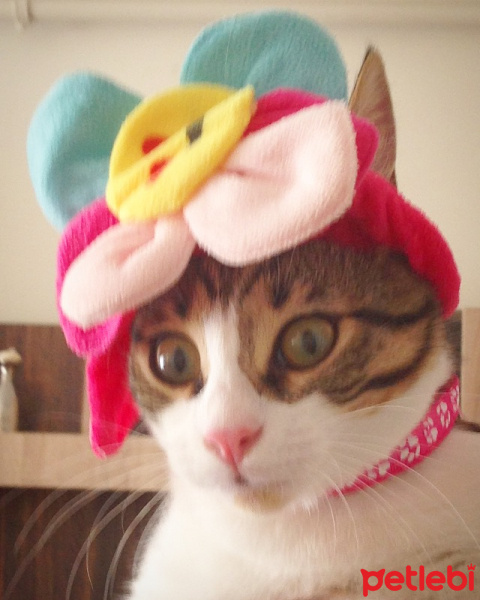 Tekir Kedi, Kedi  Patinaz fotoğrafı