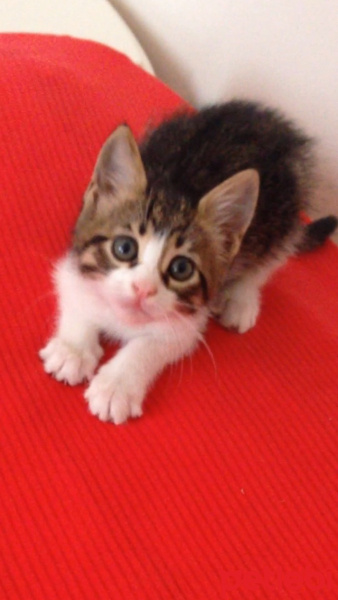 Tekir Kedi, Kedi  Patinaz fotoğrafı