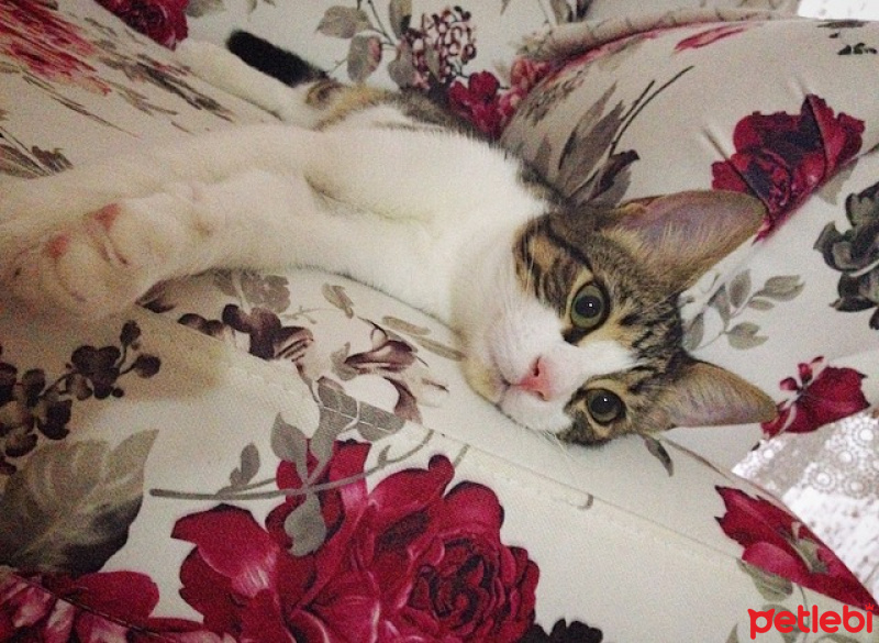 Tekir Kedi, Kedi  Patinaz fotoğrafı