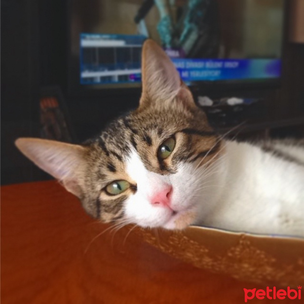 Tekir Kedi, Kedi  Patinaz fotoğrafı