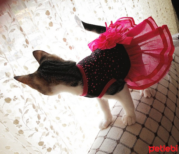 Tekir Kedi, Kedi  Patinaz fotoğrafı